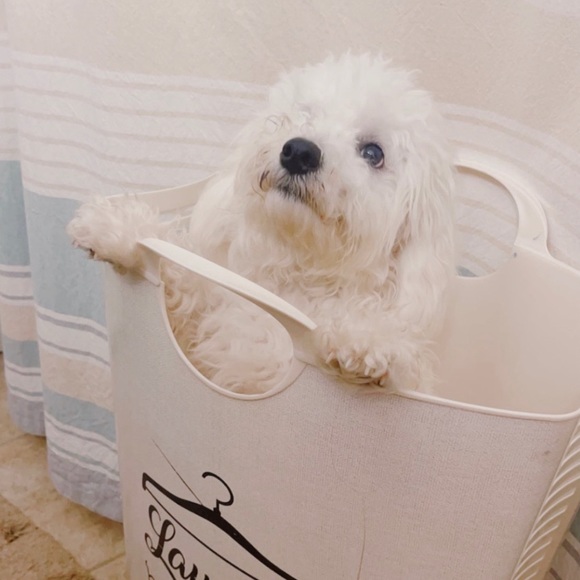 Meet your Posher, Paola - Picture 1 of 1